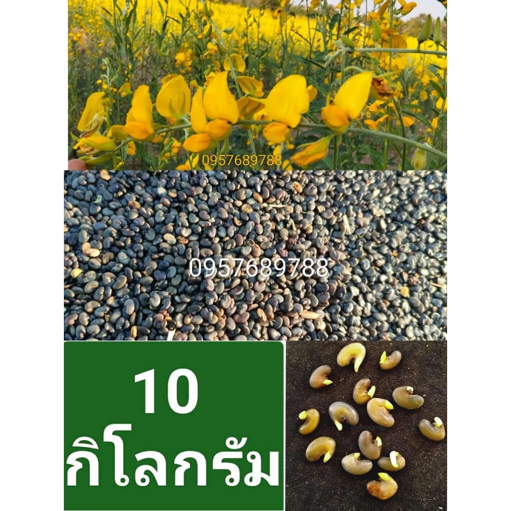 เมล็ดพันธุ์ปอเทือง10กิโลกรัมปี2569 งอกดี