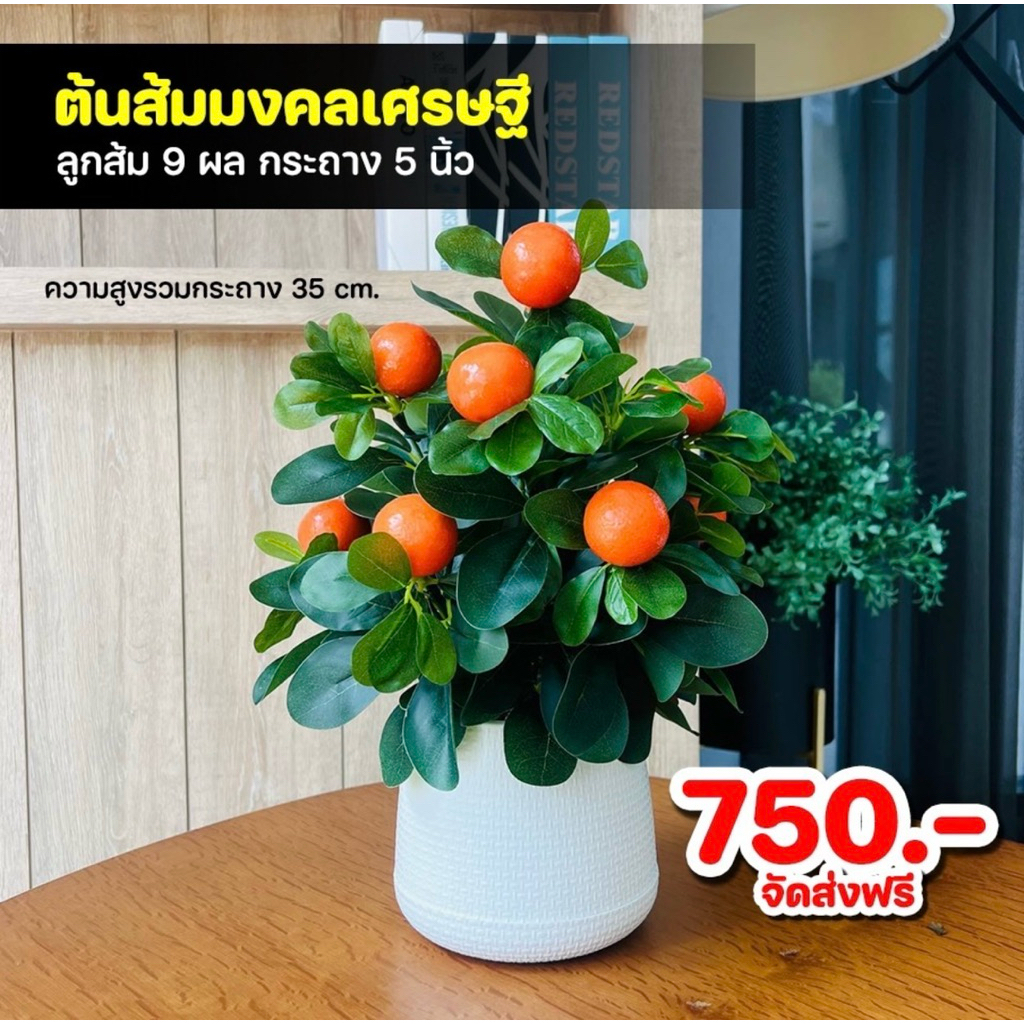 ต้นส้มมงคลเศรษฐี ต้นส้มปลอม พร้อมลูกส้มเต็มต้น ในกระถางเบลล่า 5 นิ้ว ความสูงรวมต้นไม้ 35 ซม.