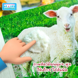 BrainyToys แฟลชการ์ดเพื่อนสัตว์ขนนุ่มขนฟู มีขนสัตว์ทุกแผ่น พร้อมคำศัพท์ 3 ภาษา ฝึกเขียนได้ (15 แผ่น)