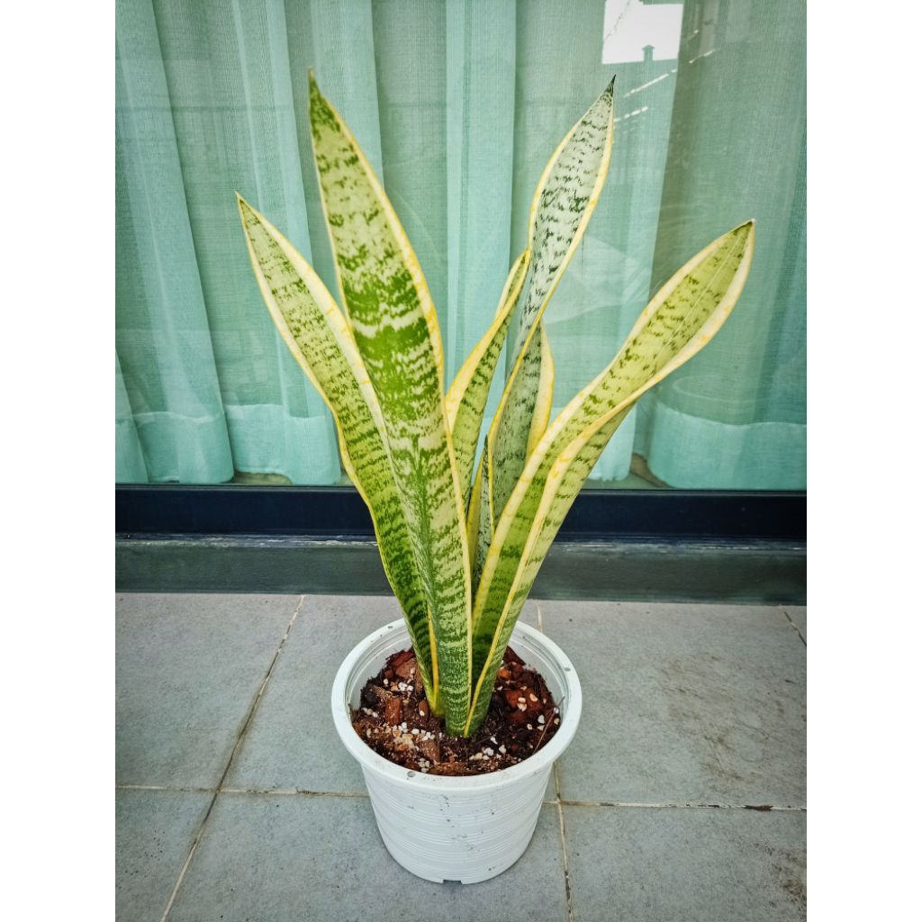 ต้นลิ้นมังกรทอง ลิ้นมังกรเขียว ลิ้นมังกร #ดาบพระอินทร์#ไม้ฟอกอากาศ🌿 Snakeplant🌿