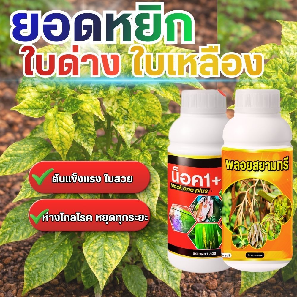 โรคใบหงิก ใบเหลือง ใบด่าง จบปัญหาต้นพริกหยุดการโต ใบเหลืองทั้งสวน ใบร่วง ผลเน่า เก็บผลผลิตไม่ได้