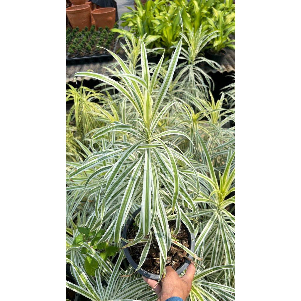 Dracaena ดราเซียน่า วาสนาใบเรียว 🪴🪴 กระถาง6-7 นิ้ว60cm ใบสวยมีเสน่ห์ น่าปลูก
