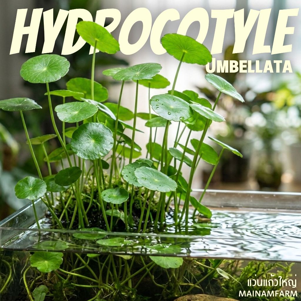แว่นแก้วใหญ่ – HYDROCOTYLE UMBELLATA ต้นไม้น้ำมงคล