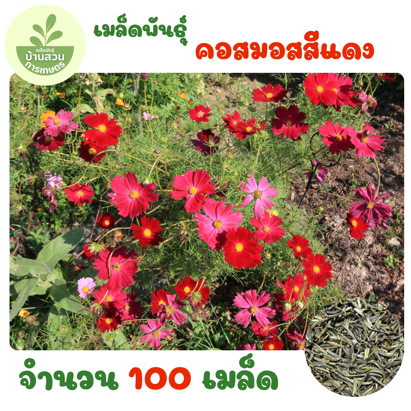 เมล็ดพันธุ์คอสมอสสีแดง 100 เมล็ด ราคา ถูกที่สุด ดีลบีเคเค
