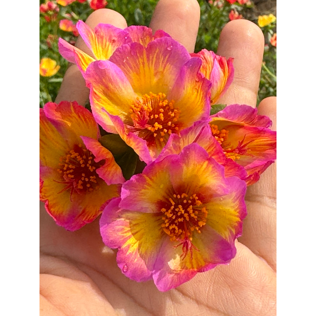 คุณนายตื่นสายสีประกาย10กิ่ง