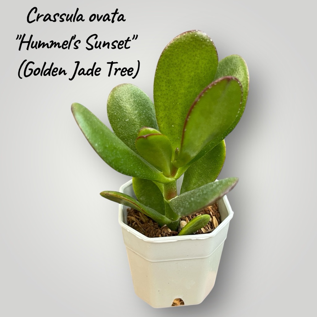 Crassula ovata "Hummel's Sunset" (Golden Jade Tree) ต้นคลาสซูล่า ใบเงิน ใบใหญ่ กระถาง 2 นิ้ว