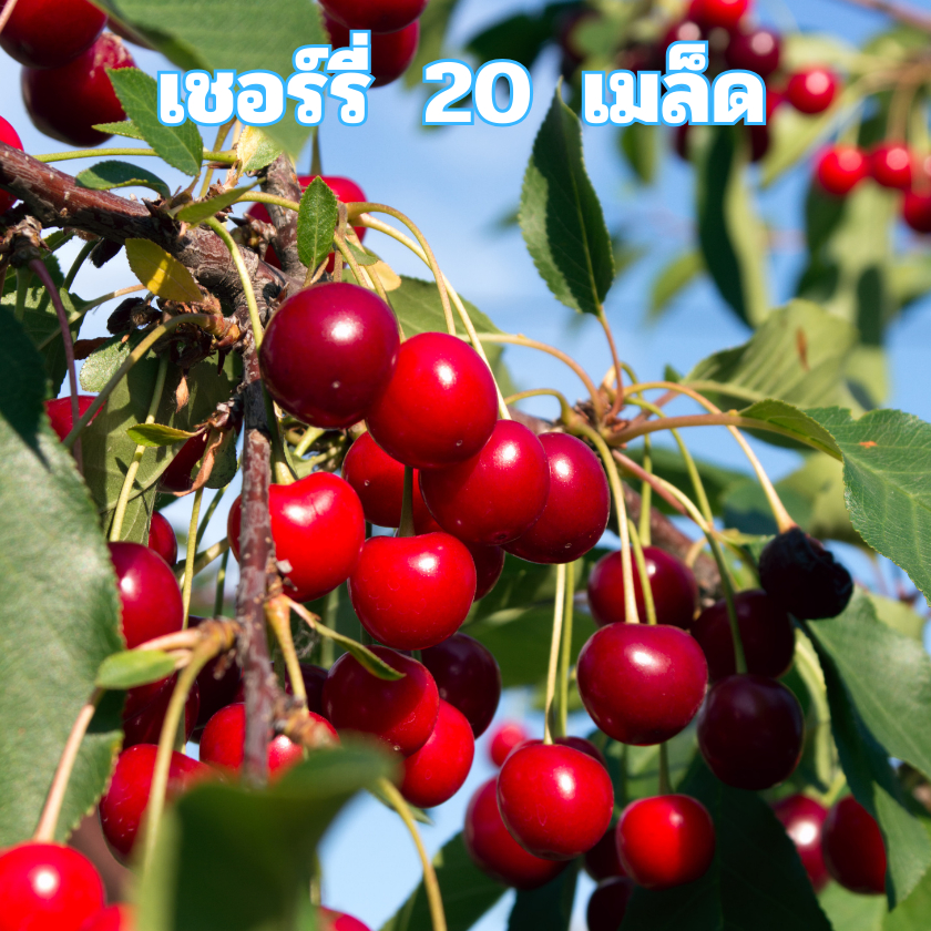 เมล็ดพันธุ์เชอร๊่ 20 เมล็ด