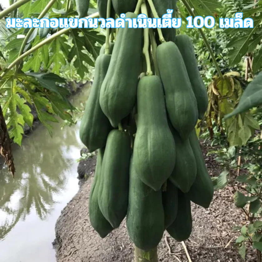 เมล็ดพันธุ์มะละกอแขกนวลดำเนินเตี้ย 100 เมล็ด