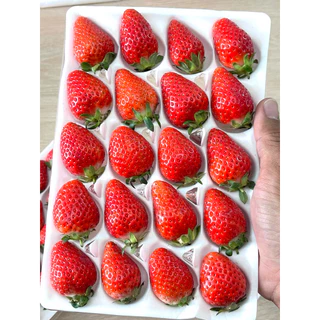 🍓สตอเบอรี่สด นำเข้าจัดส่งทันที✨ คัดก่อนส่ง ขนาด20ลูก (เปรี้ยวอมหวานพื้นที่ กทม.ได้รับภายใน 4 ชั่วโมง กดรับด่วนเท่านั้น)