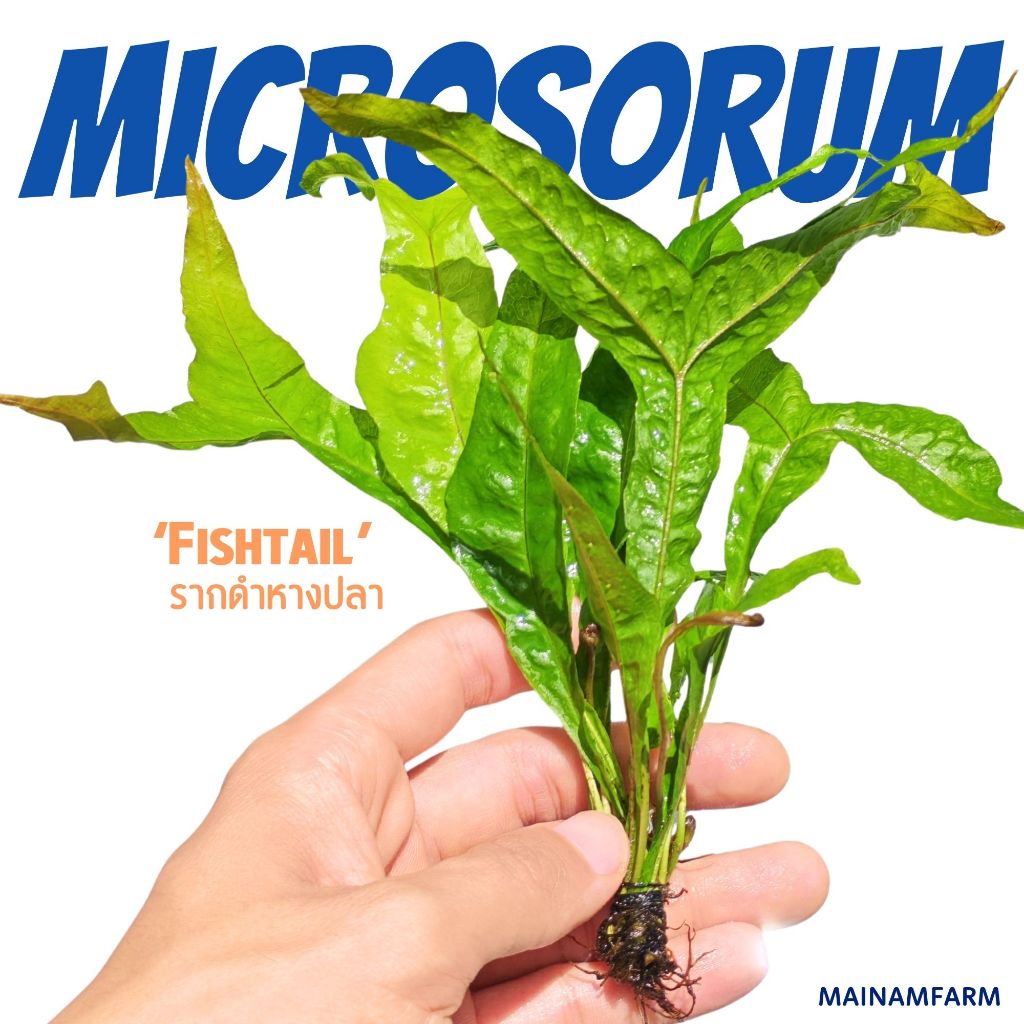 รากดำ โกลด์สปาร์คเคิ้ล / หางปลา - Microsorum "Gold Sparkle" / "Fishtail" เฟิร์นน้ำ ไม้น้ำหายาก จาวาเฟิร์น