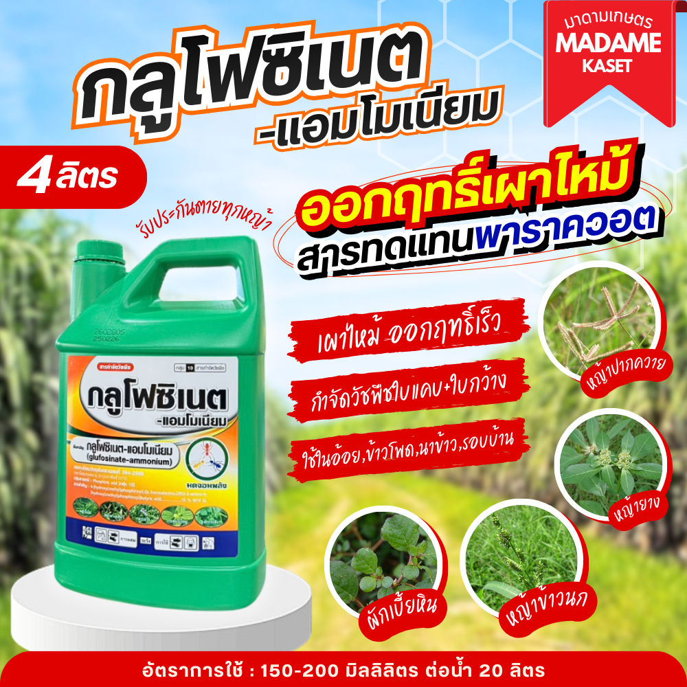 กลูโฟซิเนต แอมโมเนียม 4 ลิตร (ตรามดจอมพลัง) สารกำจัดวัชพืชออกฤทธิ์เผาไหม้หญ้าตายเร็ว ฆ่าหญ้าตายยากทุกชนิด