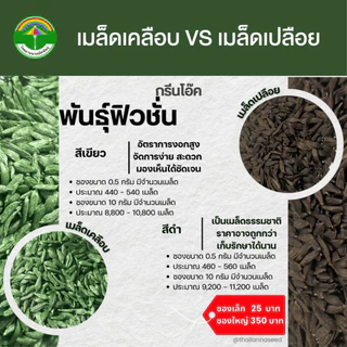 เมล็ดพันธุ์ผักสลัด กรีนโอ๊ค พันธุ์ฟิวชั่น (บิ๊กกรีน) ( ขนาด 0.5 กรัม ) ( เมล็ดเคลือบ ) รหัสสินค้า SSC 1008