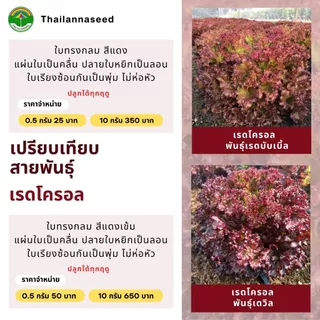 เมล็ดพันธุ์ผักสลัด เรดโครอล พันธุ์เรดบับเบิ้ล ( ขนาด 0.5 กรัม ) ( เมล็ดเคลือบ ) รหัสสินค้า SSC 1013