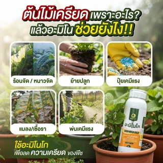[2ขวด] อะมิโนโก(ขวดใหญ่) 1,000 ML - AMINO GO กรดอะมิโนสำคัญต่อพืช 19 ชนิด ปุ๋ยน้ำ ปุ๋ยกุหลาบ เร่งราก