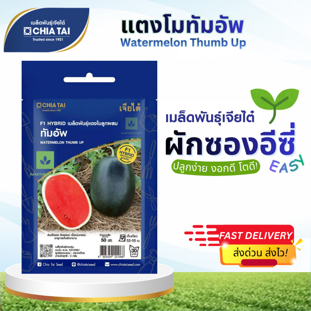 Easy เมล็ดพันธุ์ แตงโมทัมอัพ เจียไต๋ 50เมล็ด Watermelon Thumb Up