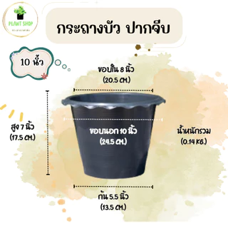 กระถางต้นไม้ กระถางบัว ปากจีบ สีดำ 10,12นิ้ว