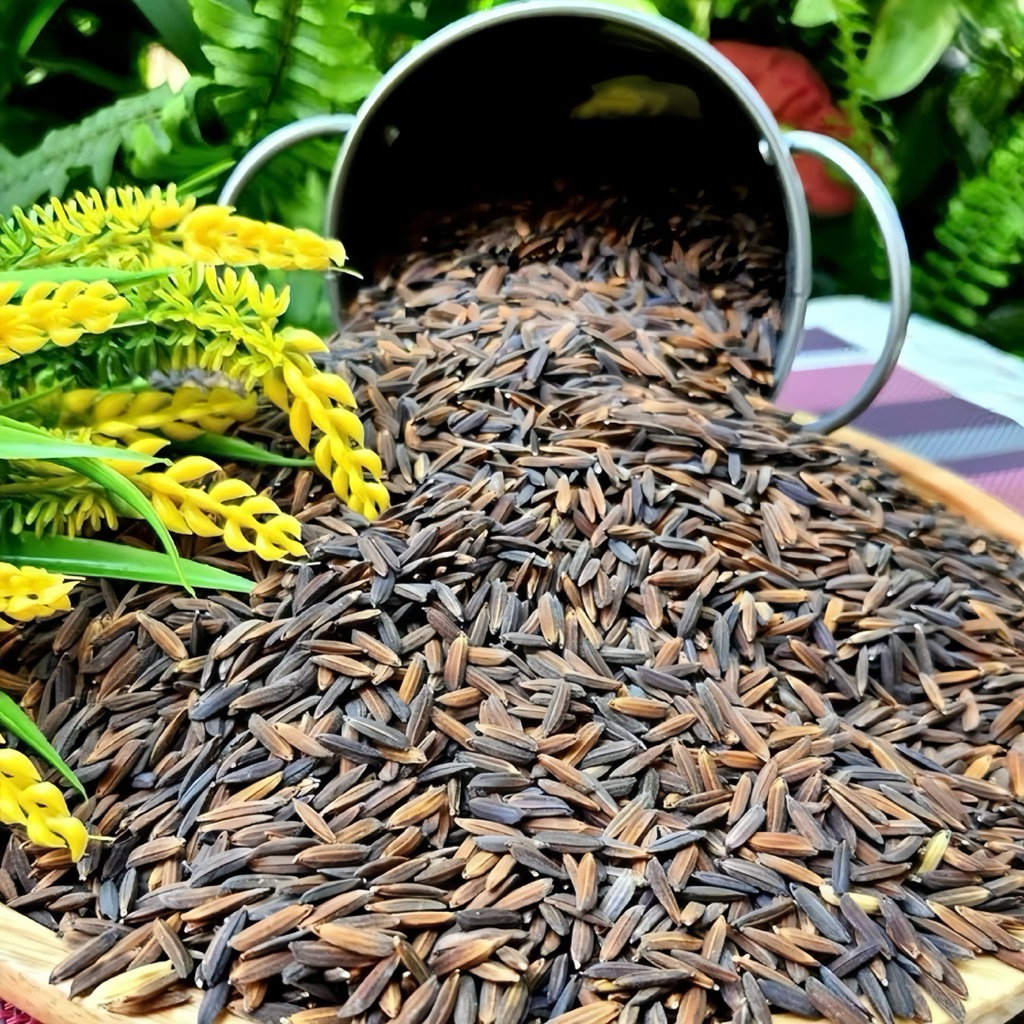 เมล็ดพันธุ์ข้าวไรซ์เบอร์รี่แท้ 5 กก สำหรับปลูก งอกดี โตไว ข้าว Riceberry – โปรปัง