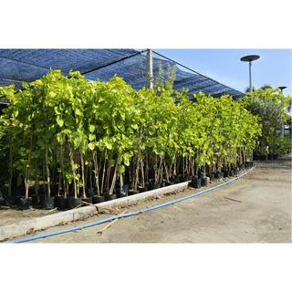 [พร้อมส่ง] ต้นทองนพเก้า ต้นชะแมบทอง (Horse Bush) ใบสีทองไม้มงคล สูง100cm