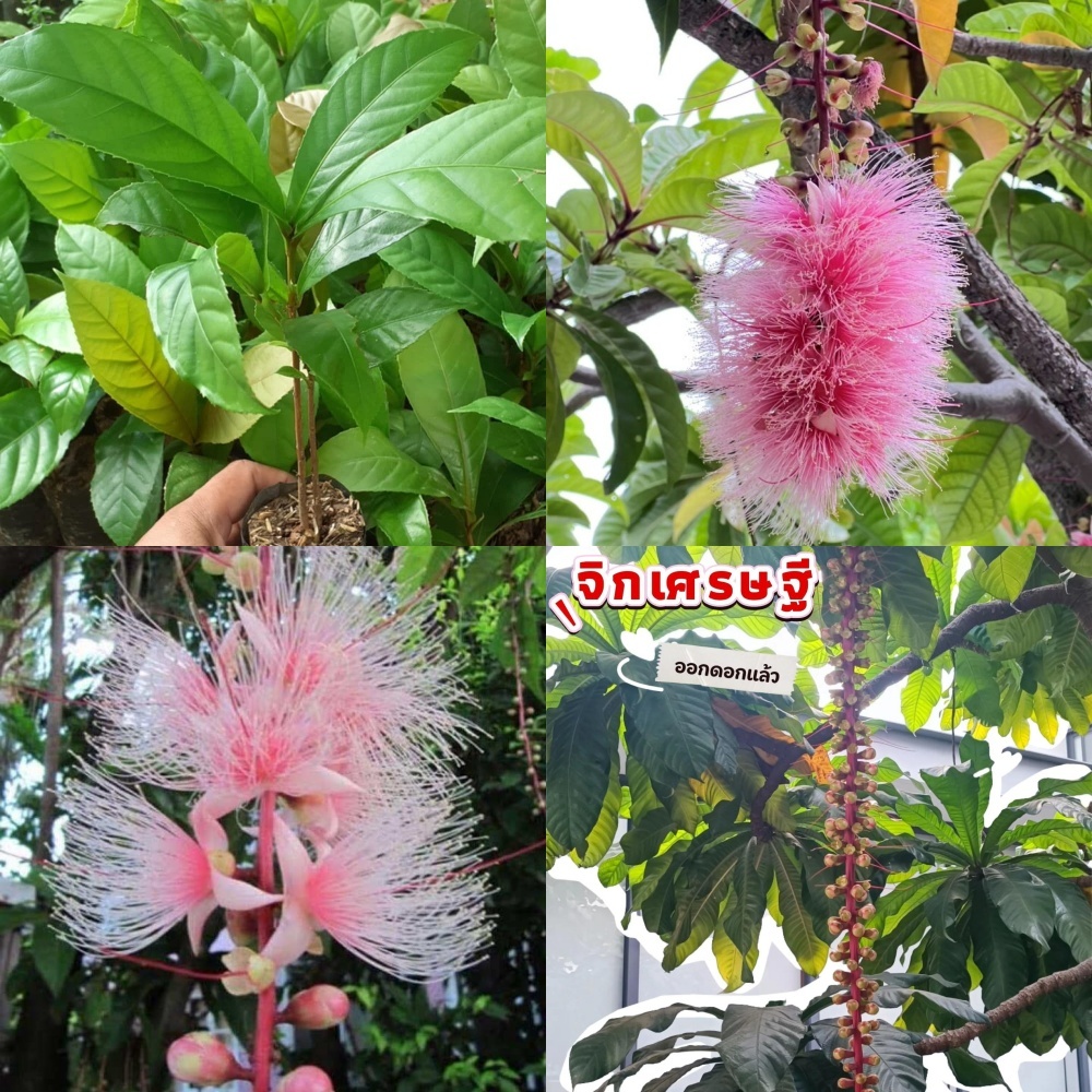 ต้นจิกเศรษฐี 1ต้น ต้นกล้า สูง 70-80 ซม ไม้ประดับ ไม้มงคล ดอกไม้มงคล ดอกสวยหายาก ดอกหอม ช่อห้อยระย้าสีแดงหรือชมพูอมส้ม