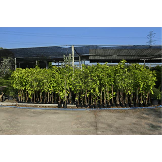 [พร้อมส่ง] ต้นทองนพเก้า ต้นชะแมบทอง (Horse Bush) ใบสีทองไม้มงคล สูง100cm