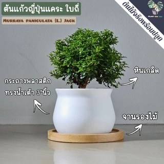 ต้นแก้วญี่ปุ่นแคระ Murraya paniculata (L.) Jack. พร้อมกระถาง+จานรอง+หินกรวด PLANT FOR YOU