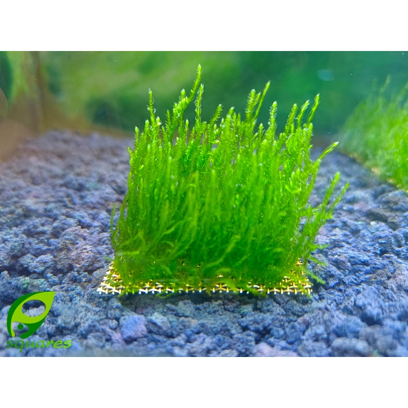 เฟรมมอส (Frame moss)