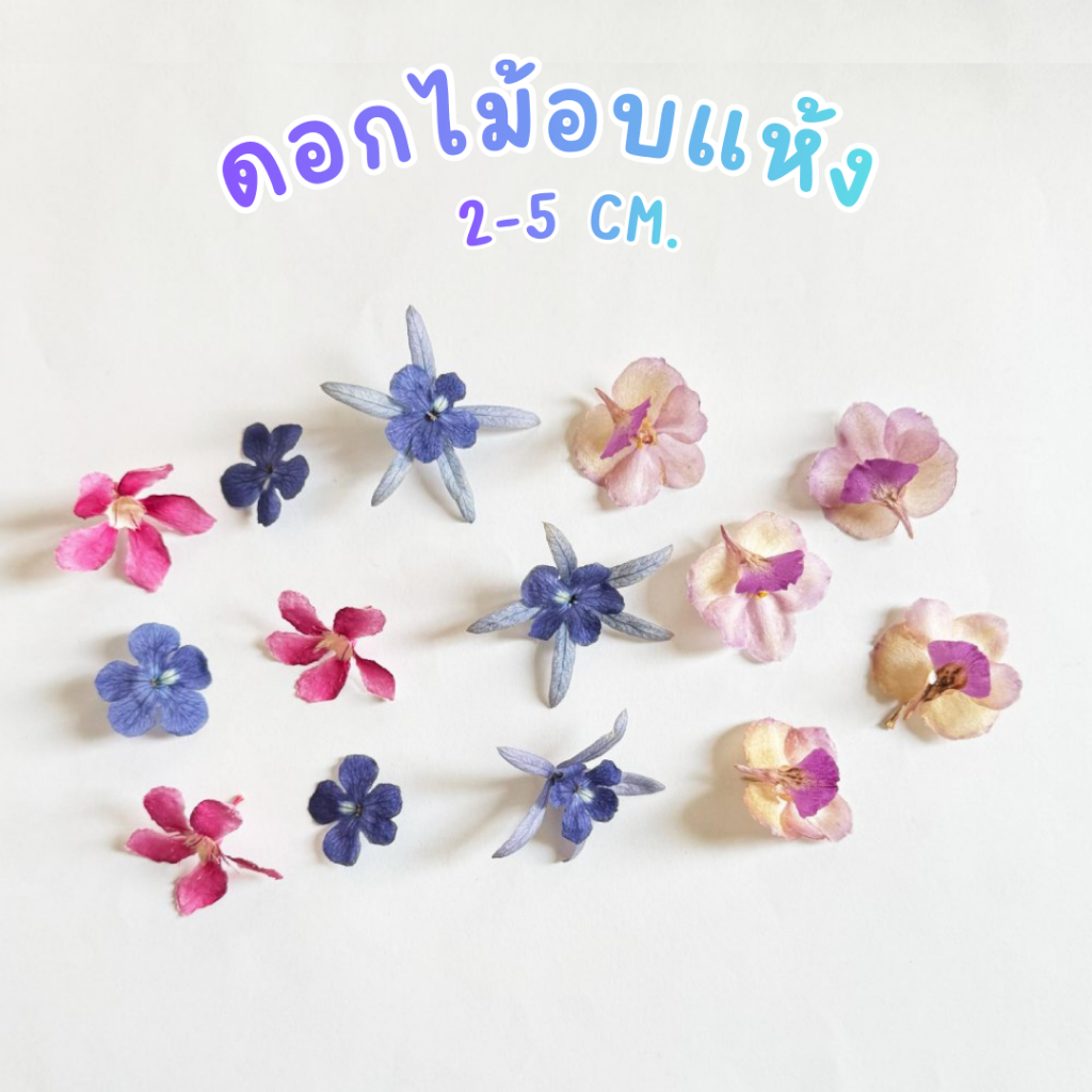 Prosco|ดอกไม้ธรรมชาติอบแห้ง ขนาด 2-5 cm. สำหรับงานตกแต่ง craft งานประดิษฐ์ handmade เรซิ่น จิวเวอรี่