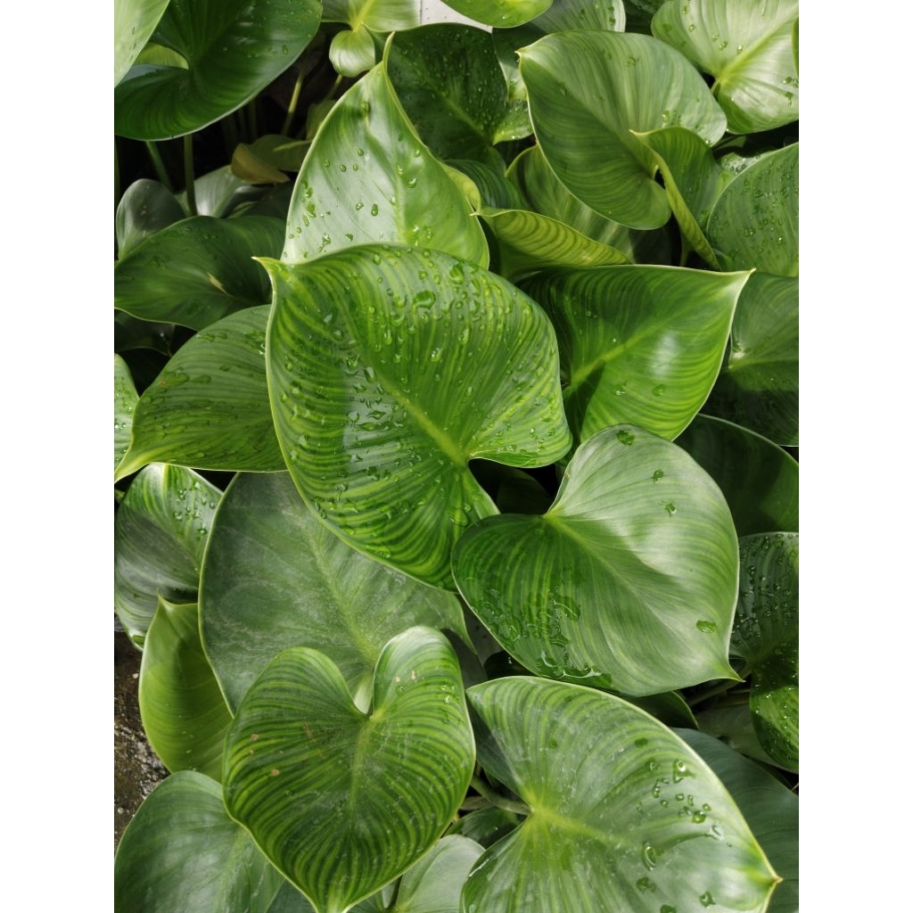 ไม้น้ำพัดโบกริ้วทอง (Homalomena expedita) ไม้มงคลเรียกทรัพย์ช่วยโบกพัดพาความโชคดีและความสุขเข้ามาในบ้าน