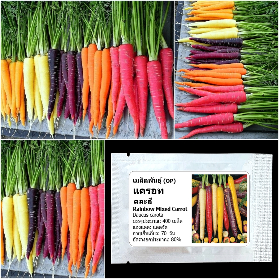 เมล็ดพันธุ์ แครอทคละสี Rainbow Mixed Carrot Seed บรรจุ 400 เมล็ด คุณภาพดี ของแท้ 100%