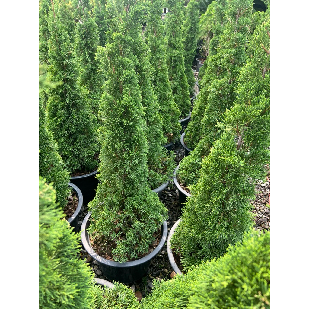 ต้นสนมังกร สนมังกร  ฟอร์มสวย พุ่มแน่น เลี้ยงง่าย