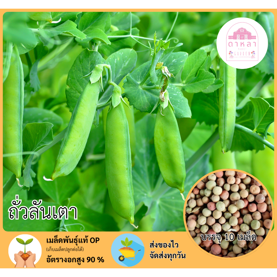 เมล็ดพันธุ์ถั่วลันเตา 10 เมล็ด