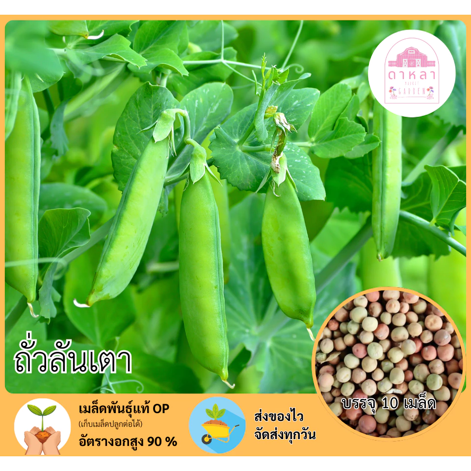 เมล็ดพันธุ์ถั่วลันเตา 10 เมล็ด