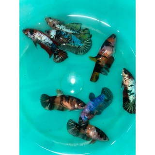 แฟนซี ตัวเมียครับดัด ไข่แน่นทุกตัวพร้อมรัด จำนวน 59บาท