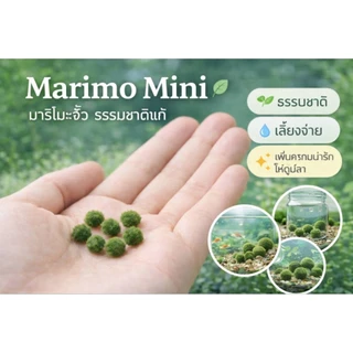 marimoมาริโมะเบบี้จิ๋ว ขนาด0.5cm น่ารักสายพันธุ์ โตไวขนสวย