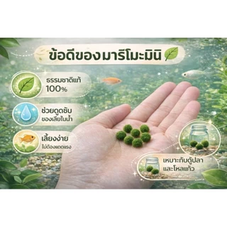 marimoมาริโมะเบบี้จิ๋ว ขนาด0.5cm น่ารักสายพันธุ์ โตไวขนสวย