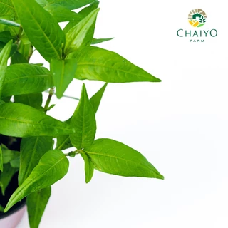 ต้นผักไผ่ หรือ ต้นผักแพว ออร์แกนิค Vietnamese coriander (Organic) กระถาง 4 นิ้ว และ 6 นิ้ว
