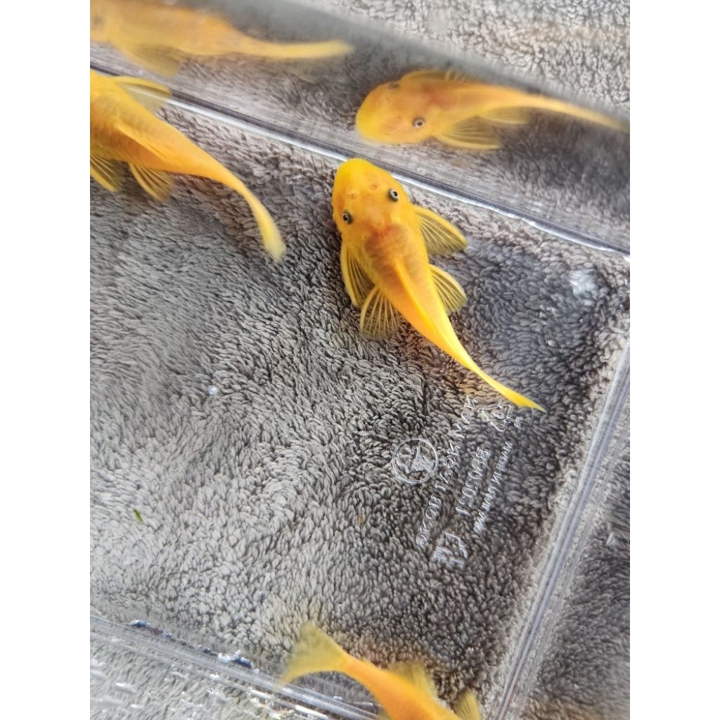 อาหารปลาขนาดกลาง 100g (L144 Blue Eye2นิ้วผู้)