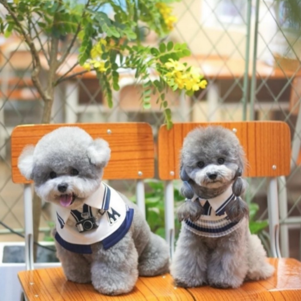 Momoji Tennis Boy Pet Bib - White ชุดสุนัข ชุดแมว ชุดสัตว์เลี้ยง ผ้าพันคอสุนัข