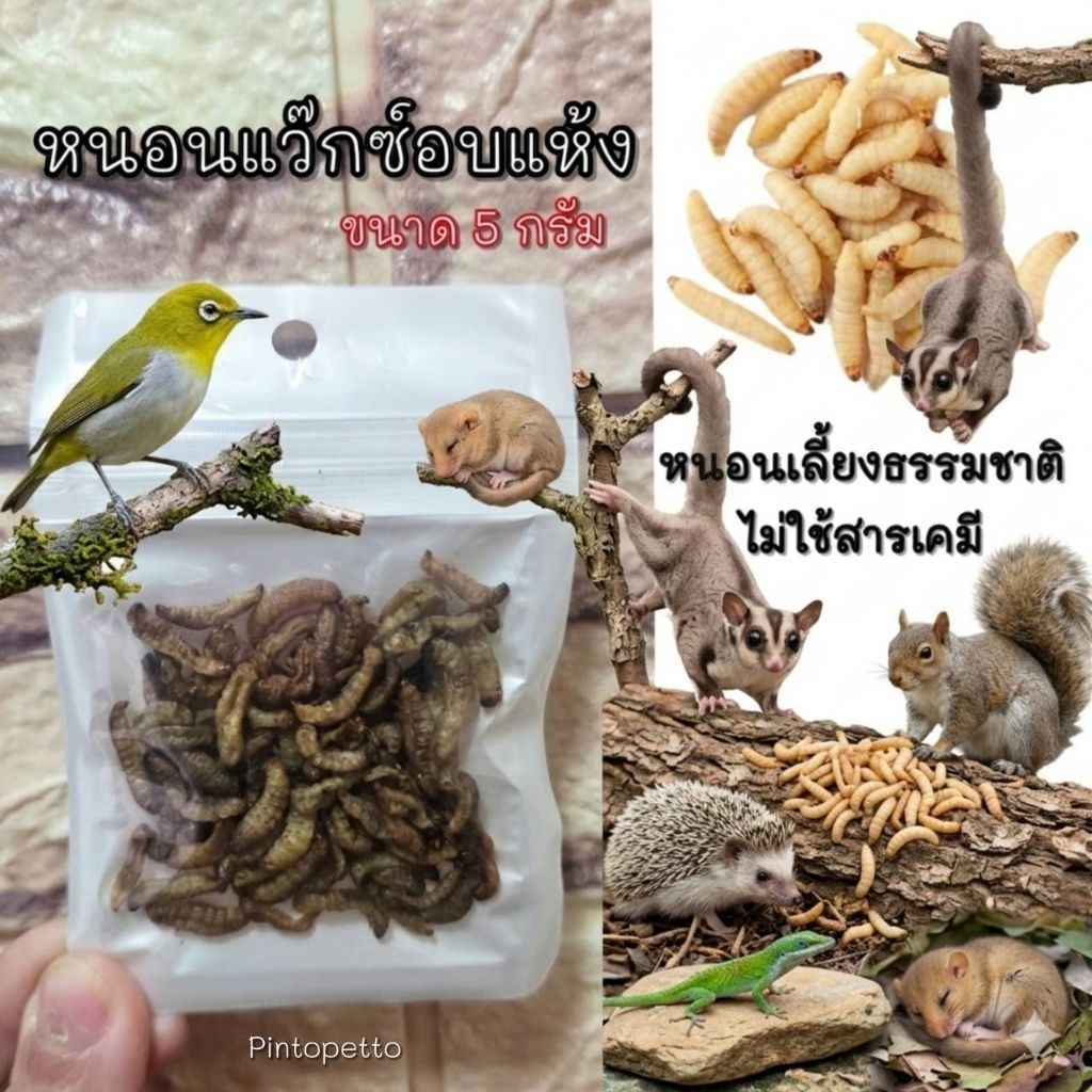 หนอนแว๊กซ์อบแห้ง หนอนน้ำผึ้งอบแห้ง แบ่งขาย สำหรับนก สัตว์ฟันแทะ และสัตว์เลื้อยคลาย (5กรัม) – โปรปัง