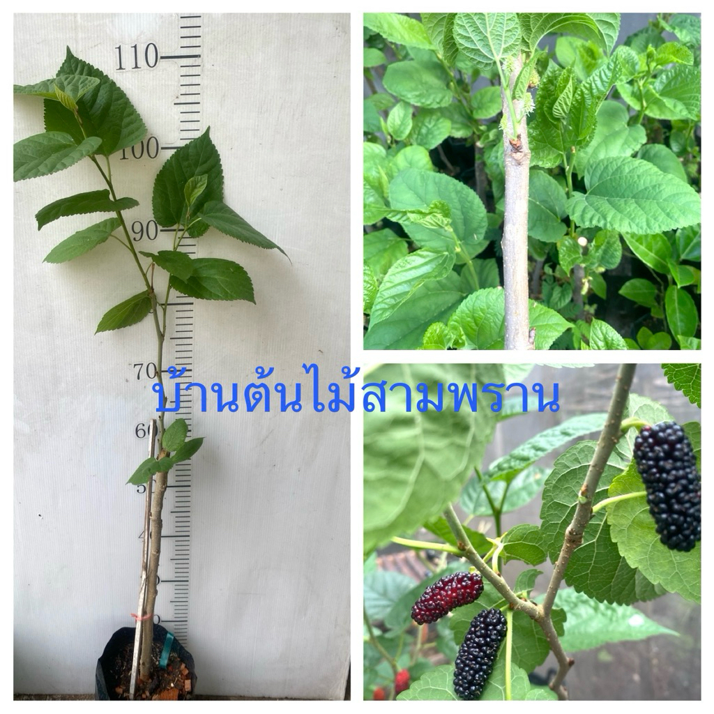 ต้นหม่อนพันธุ์ดำออสตุรกีลูกใหญ่ดกรสชาติดี