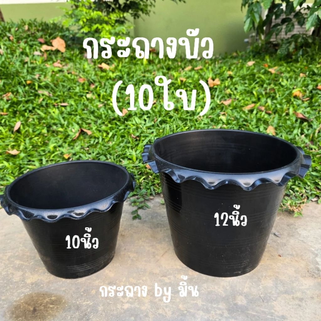 [10ใบ] กระถางบัว 10 และ 12 นิ้ว กระถางไม่มีรูสำหรับปลูกบัว ไม้น้ำ ขอบกระถางเป็นลายหยัก