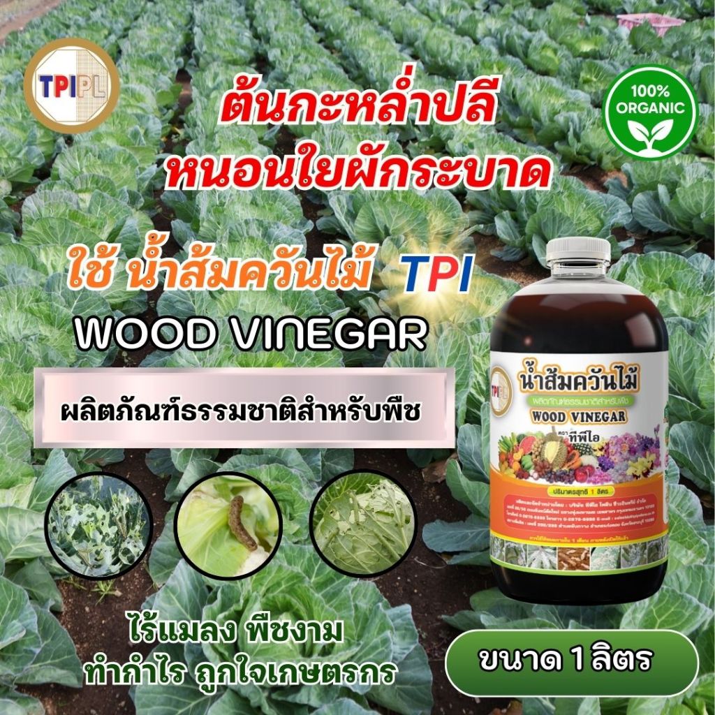 กะหล่ำปลีหนอนใยผักระบาด ใช้น้ำส้มควันไม้ไล่หนอน ลดการทำลายแบบธรรมชาติ ด้วยน้ำส้มควันไม้ TPI