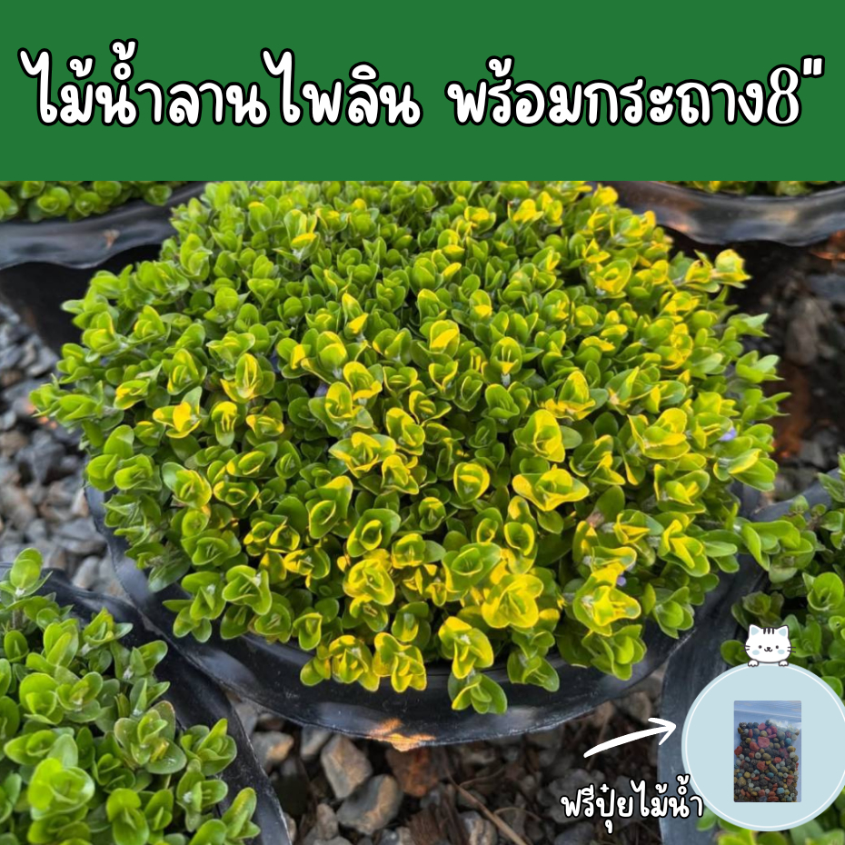 ไม้น้ำกันยุง ลานไพลิน ไม้ดอกสีฟ้าอมม่วง ดอกออกทั้งปี กลิ่นหอม ชอบแดด เลี้ยงด้วยน้ำ  ส่งพร้อมกระถางขนาดกระถาง 7-8นิ้ว
