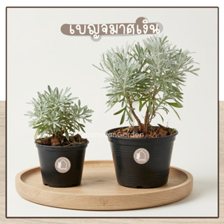 ต้นเบญจมาศเงิน ต้นไม้มงคล