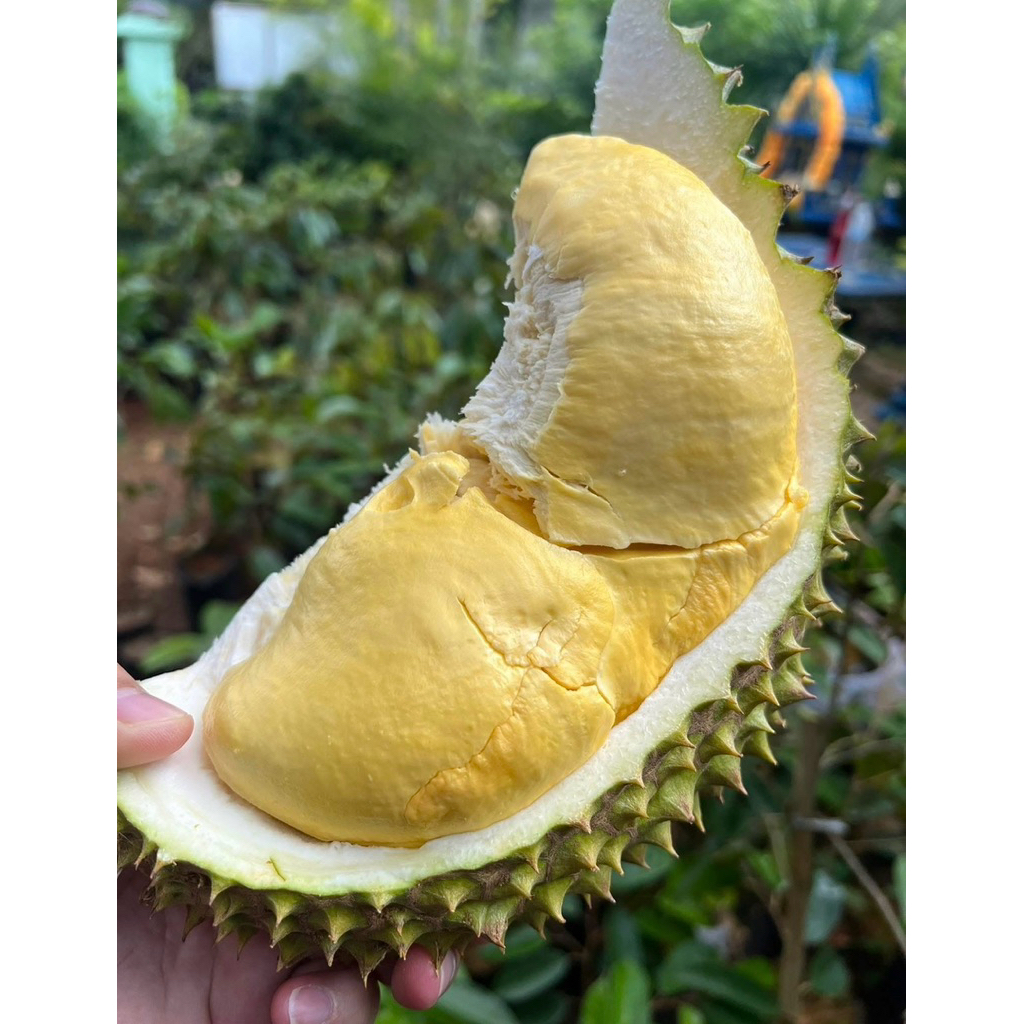 ทุเรียนนกหยิบส่งเป็นลูกพร้อมทาน