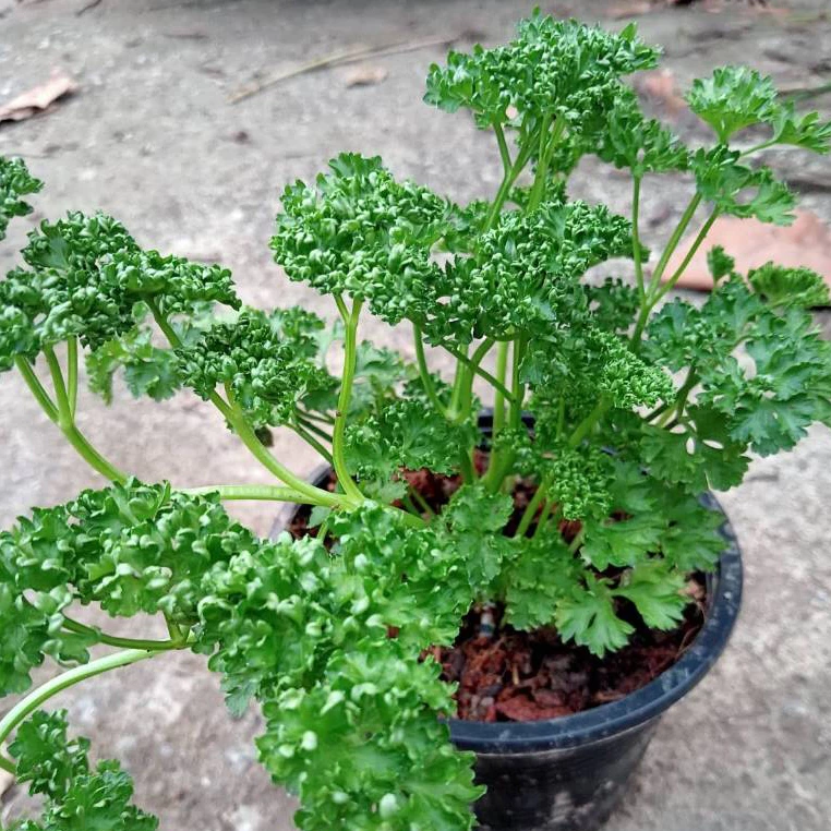 พาสเลย์ใบหยิก พาสลี่ Parsley ต้นกล้าแข็งแรง มีรากพร้อมปลูก ส่งพร้อมกระถาง5นิ้ว รับประกันทุกกรณี