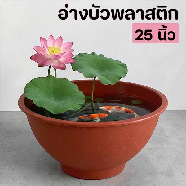 อ่างบัว อ่างเลี้ยงปลา ขนาดใหญ่ 25 นิ้ว