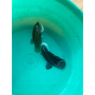 มาร์เลย์ ตัวพร้อมรัดไข่แน่น คัดให้ทุกตัว