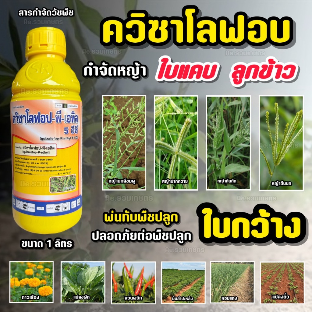 ไซแอม-ควิก ควิซาโลฟอป-พี-เอทิล 5% ( 1 ลิตร ) สารกำจัดวัชพืชใบแคบทุกชนิด หญ้าข้าวนกสีชมพู ตีนนก ดอกขาว ปากควาย หางหมา
