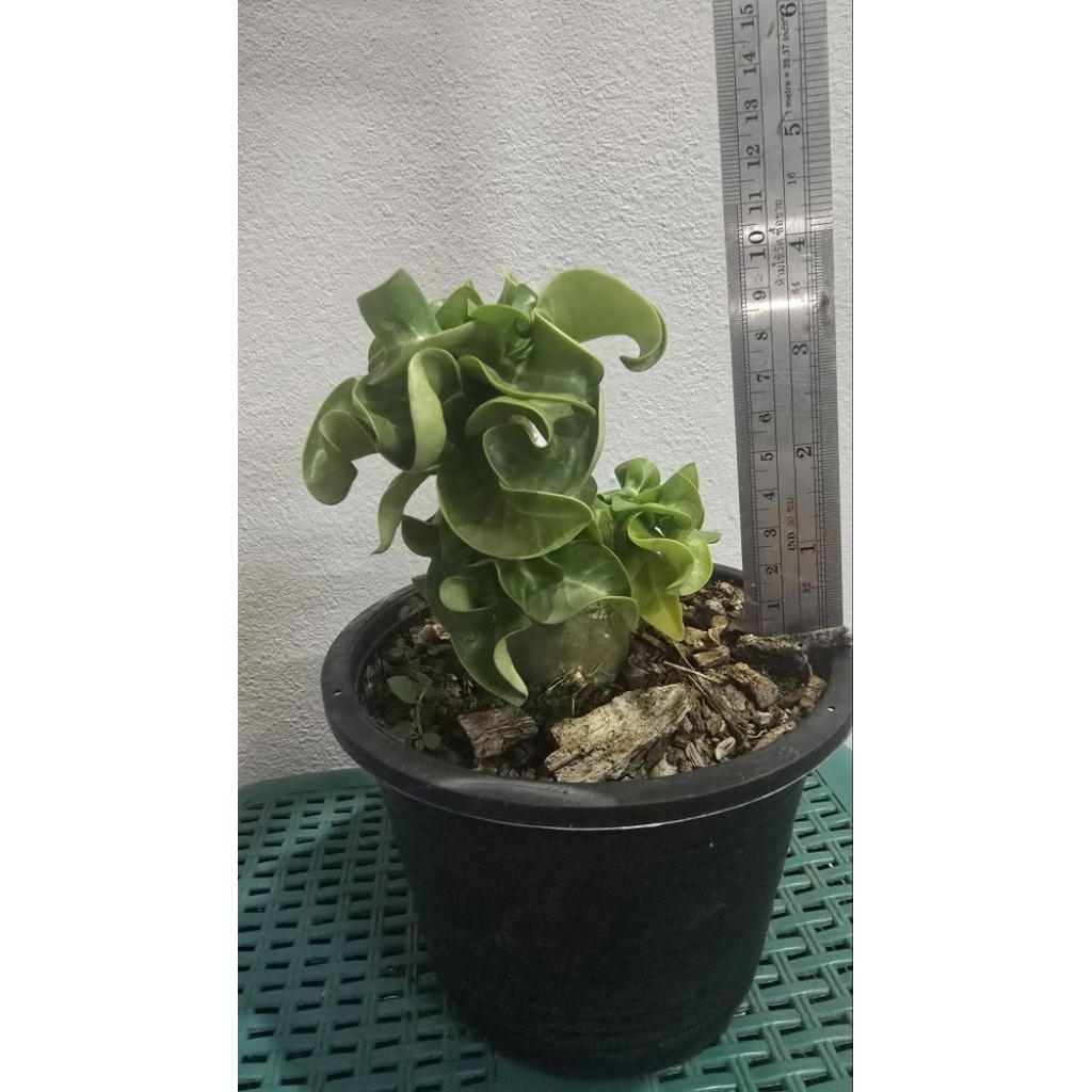 ชวนชมแกะพันล้านลุ้นดอกซ้อน (Dorset Hom Adenium DHA)